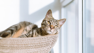 Фотография мебели с кошкой
